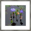 Waterlilies Dance With Leaves Framed Print