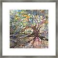 Weeping Oak Framed Print