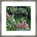 Weeping Willow Pond Framed Print