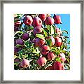 Welcome Apple Pickers Framed Print