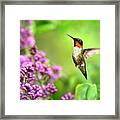 Welcome Home Hummingbird Framed Print