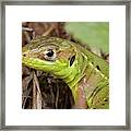Western Green Lizard Framed Print