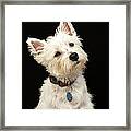 Westie West Highland Terrier With Framed Print