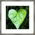 Wet Leaf In Shape Of Heart Framed Print