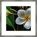 Wet Plumeria Flower Framed Print