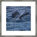 Whale Of A Tail Framed Print