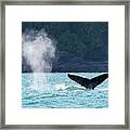 Whale Tail And Whale Blow, Humpback Framed Print