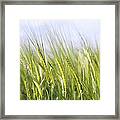 Wheat Field Framed Print