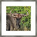 Whimsical Wildebeest Framed Print