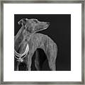 Whippet Girl With The Pearl Necklace Framed Print