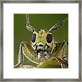 Whiskered Framed Print