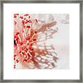 White And Coral Camellia 02 Framed Print