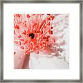 White And Coral Camellia 03 Framed Print
