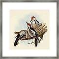 White-backed Woodpecker Framed Print