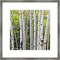 White Bark Golden Forest Framed Print