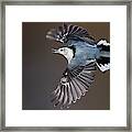 White-breasted Nuthatch In Flight Framed Print