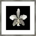 White Cattleya Orchid Cattleya Sp Framed Print