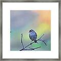 White-crowned Sparrow - Adult 4 Framed Print