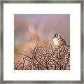 White-crowned Sparrow Framed Print