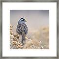 White-crownen Sparrow Framed Print