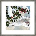 White Dove And Holly Framed Print
