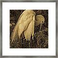 White Egret In Tree Framed Print
