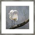 White Egret Framed Print