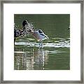 White-faced Ibis And American Avocets 4835-060519 Framed Print