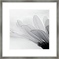 White Flower Framed Print