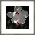 White Hibiscus Framed Print