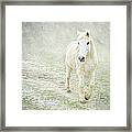 White Horse Walking Along Stony Path Framed Print