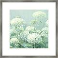 White Hydrangea Garden Sage Crop Framed Print