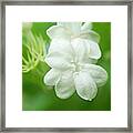 White Jasmine Flower K1 Framed Print