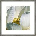 White Lotus Flower Framed Print