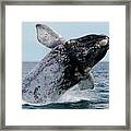 White Morph Southern Right Whale Framed Print