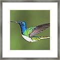 White-necked Jacobin Framed Print