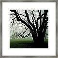 White Oak In Fog Framed Print