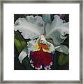 White Orchid Framed Print