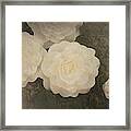 White Roses Framed Print