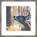 White-tailed Deer In Rut Framed Print