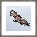 White-tailed Eagle Approaching Framed Print