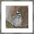 White-throated Sparrow 2 Framed Print