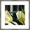 White Tulips By The  Window Framed Print