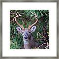 Whitetail Deer Framed Print