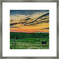 Who Puts The Cows To Bed Framed Print
