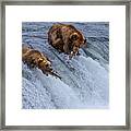 Who Will Survive, Salmon Running Into Bear\'s Mouth Framed Print