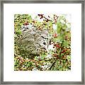 Wide View Of A Bee's Nest Hanging In A Crab Apple Tree Framed Print