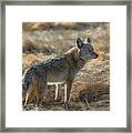 Wild And Free Framed Print