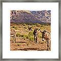 Wild Burros Framed Print