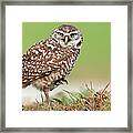 Wild Burrowing Owl Balancing On One Leg Framed Print